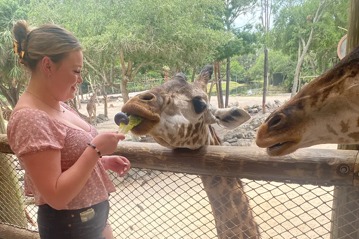 young woman feeding giraffe as another giraffe looks on.
