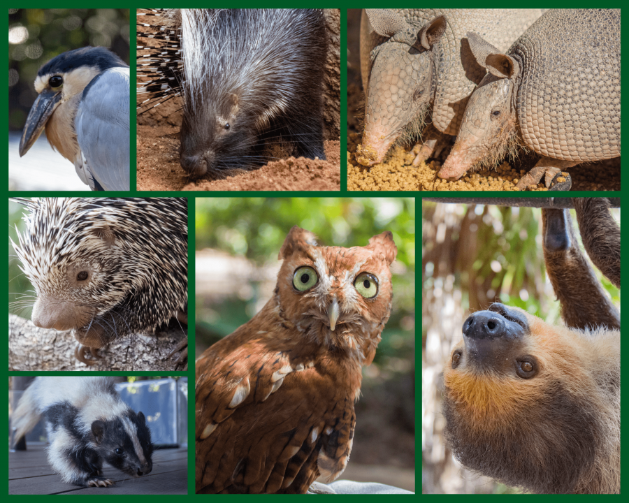 Collage of nocturnal animals