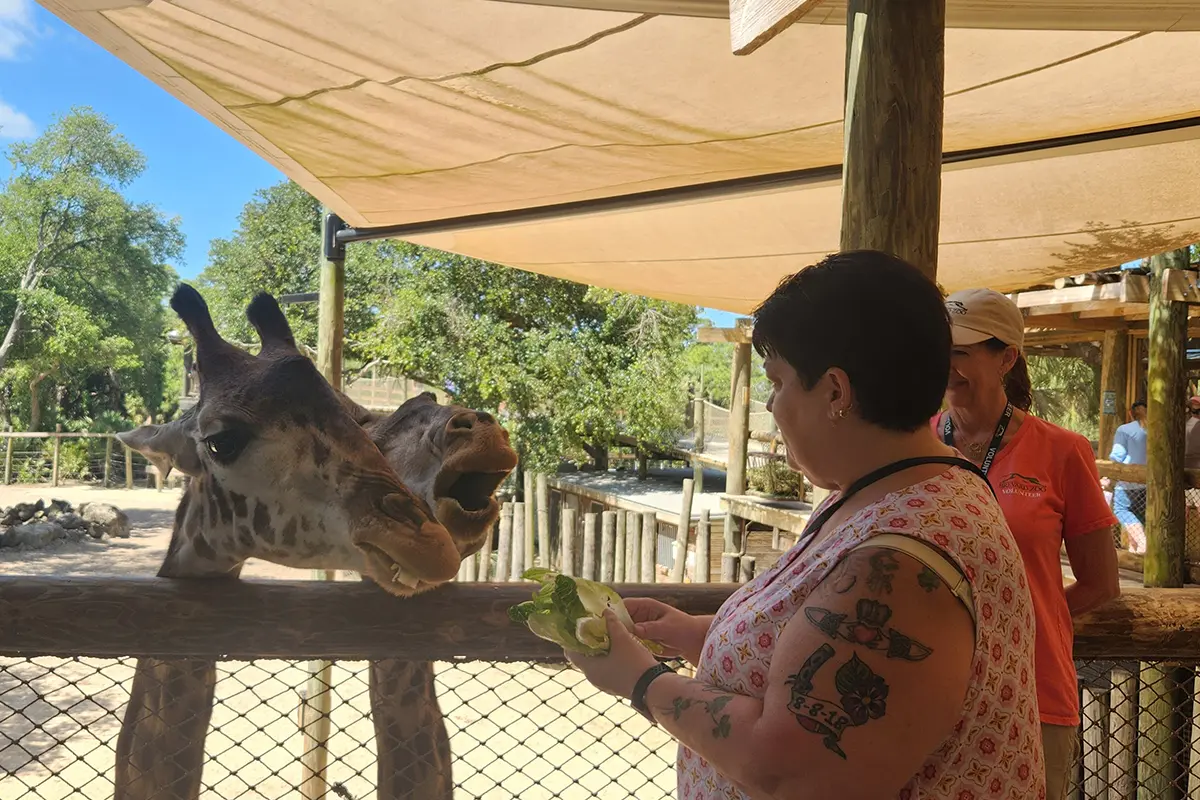 woman feeding giraffes lettuce