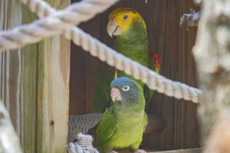 Kirby and Zippy in their nest box