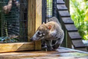 White-nosed coati baby