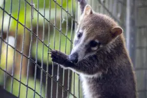White-nosed coati baby