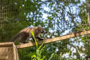 White-nosed coati baby