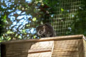 White-nosed coati baby