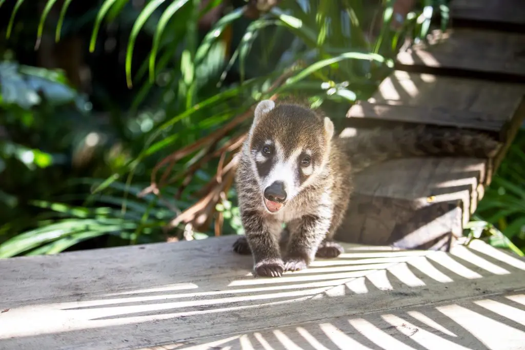 Brevard Zoo Blog Take A Peek Behind The Scenes Brevard Zoo Blog Take A Peek Behind The Scenes