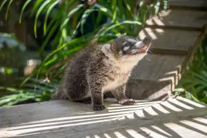 White-nosed coati baby