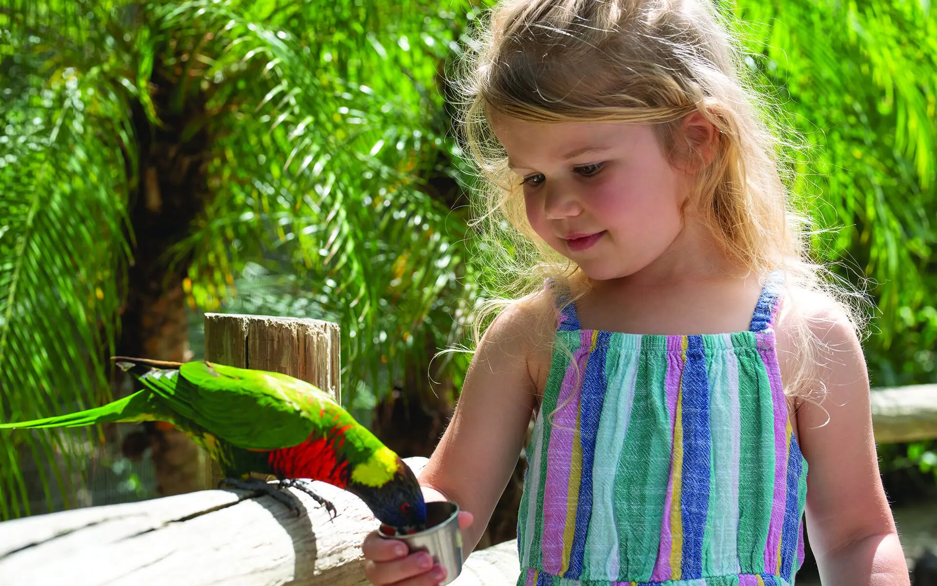 little girl feeding lorikeet
