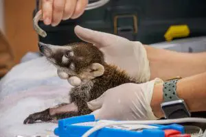 A white-nosed coati receiving oxygen