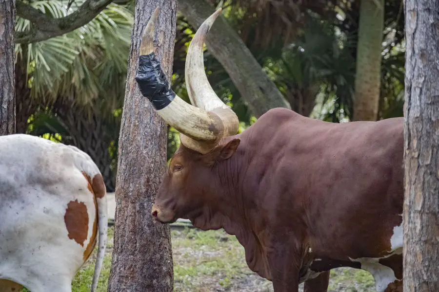 An Ankole-Watusi with a device on his horn. 