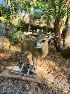 Klipspringer
