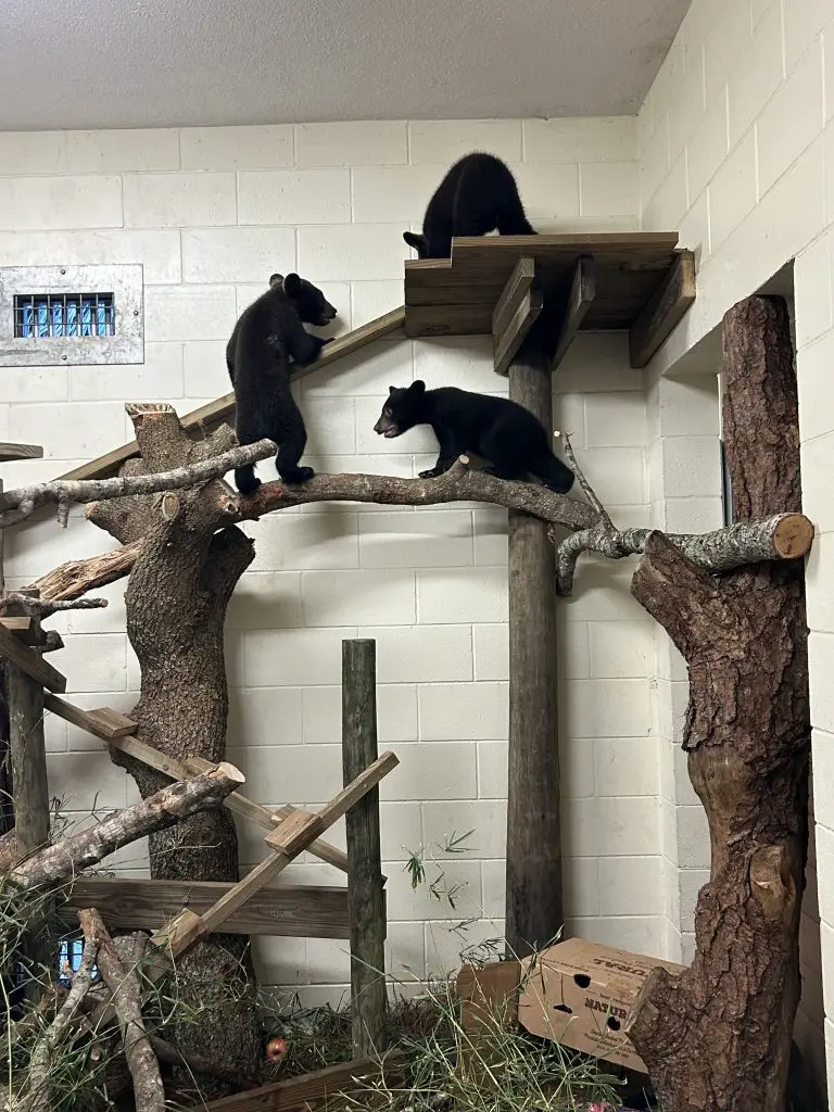 Three Florida Black Bear Cubs in a Tree