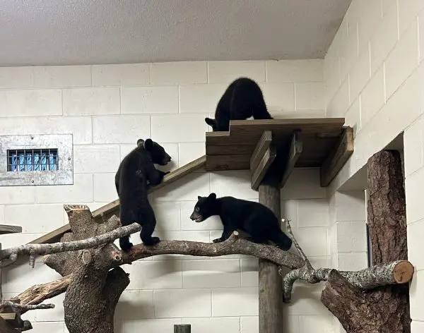 Three Florida Black Bear Cubs in a Tree