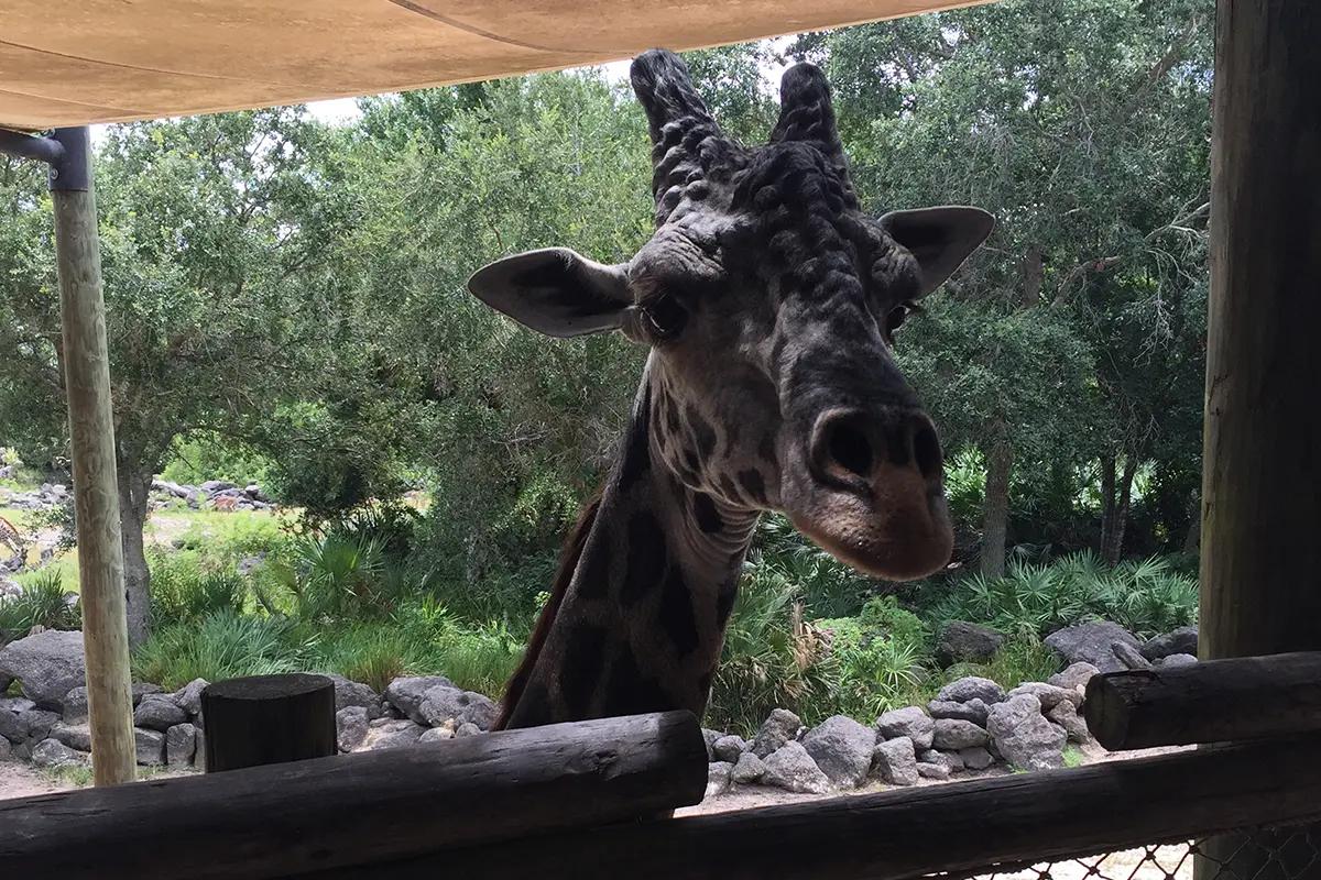 Rafiki the Giraffe at Brevard Zoo