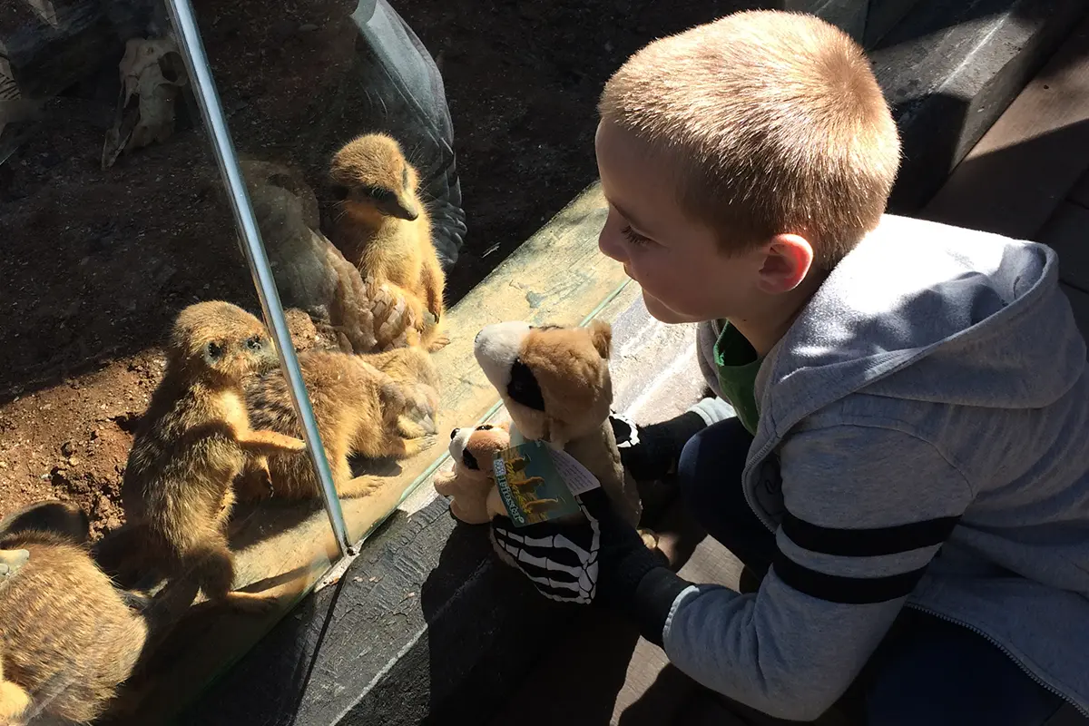 young boy introducing his stuffed meerkat to real meerkats
