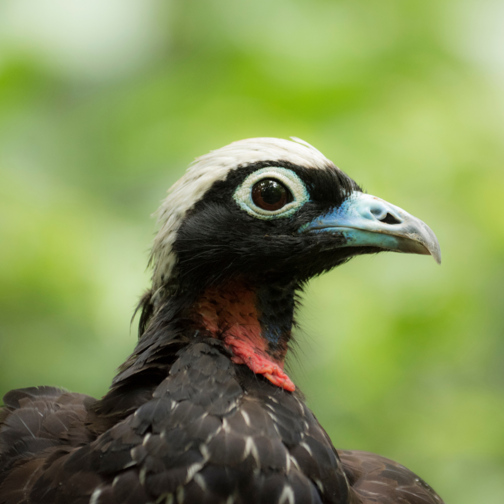 black-fronted piping-guan