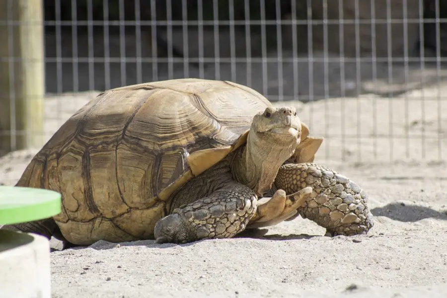 African Spurred Tortoise