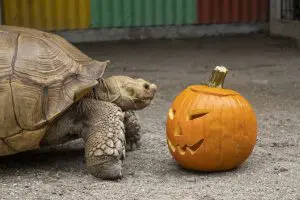 An African Spurred Tortoise looks at a jack-o-lantern