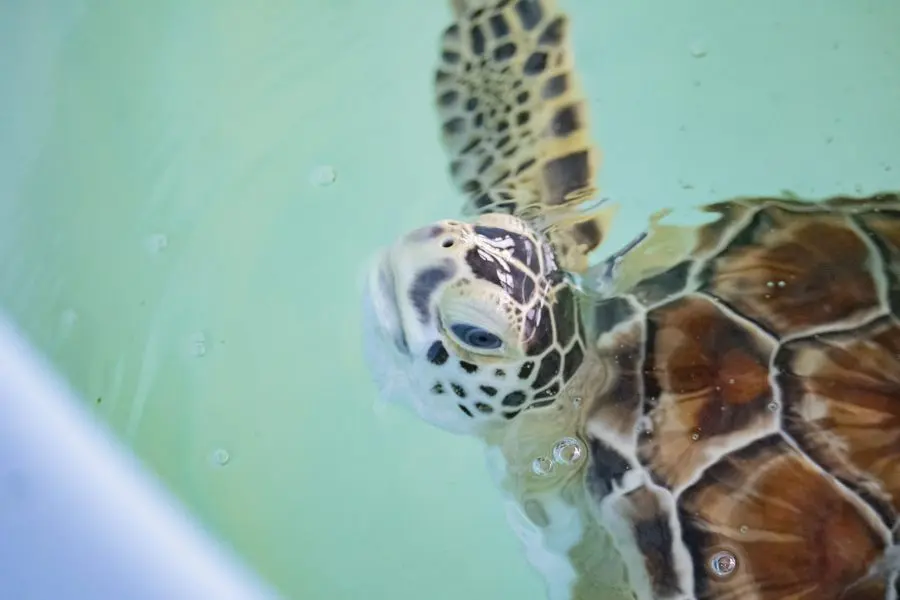 Button the sea turtle swimming