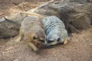 Meerkats Jordy and Vixen smelling eachother