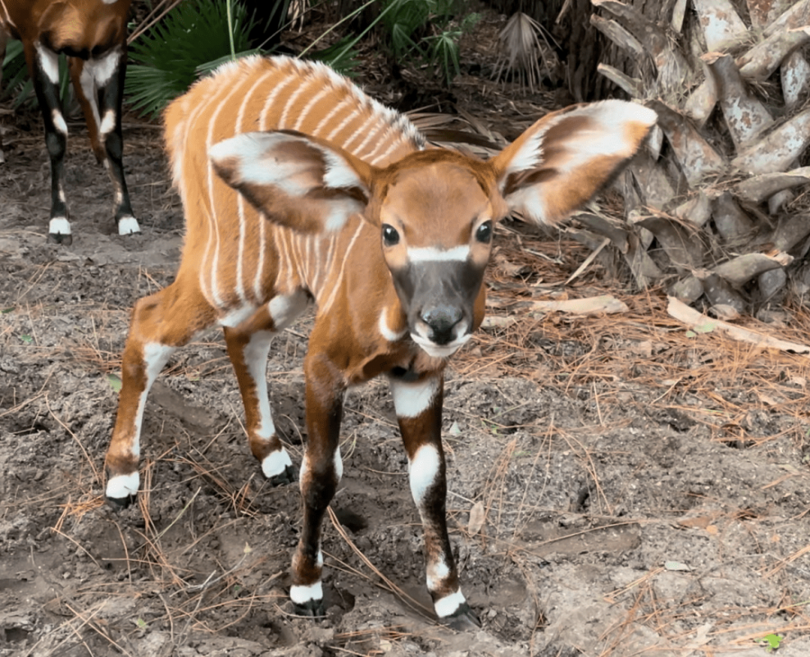 Bongo Animal First Look At The Incredibly Cute Big Eared Baby Bongo Bongo Animal First Look At The Incredibly Cute Big Eared Baby Bongo