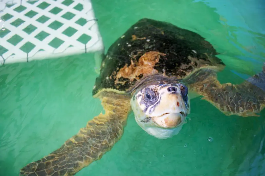 Harbor the loggerhead sea turtle