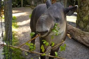 Image of a Baird's tapir