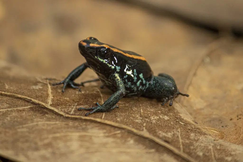 A Golfodulcean poison dart frog, which has a black body with blue and yellow coloring, sits on a leaf.