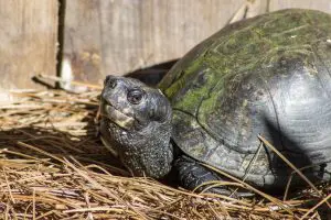 A Gulf Coast box turtle looks at the camera.