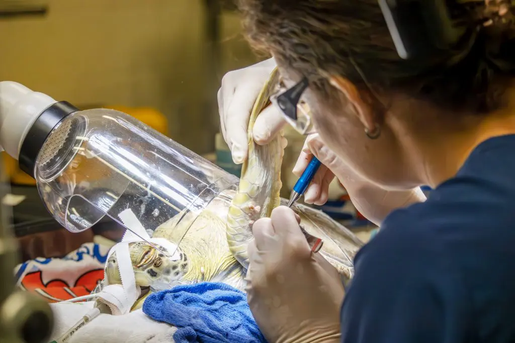 A green sea turtle named Apollo has surgery to remove large tumors on their body.