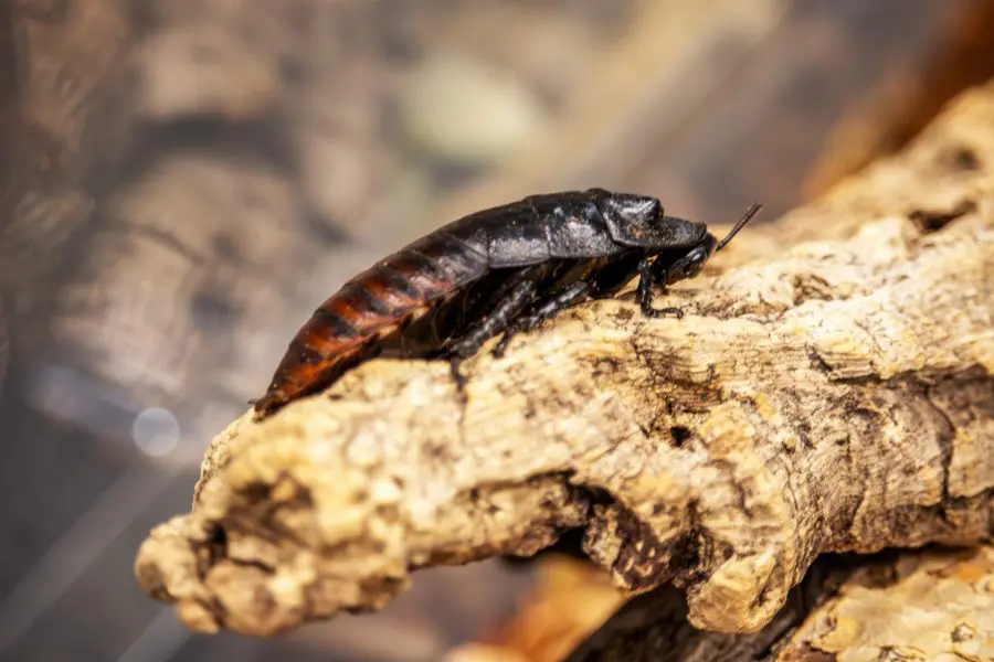 Madagascar Hissing Cockroach on a branch