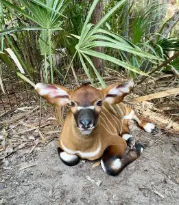 An Eastern bongo calf sits on the ground.