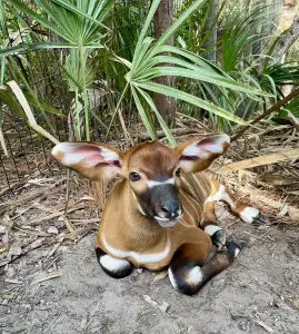 An Eastern bongo calf sits on the ground.