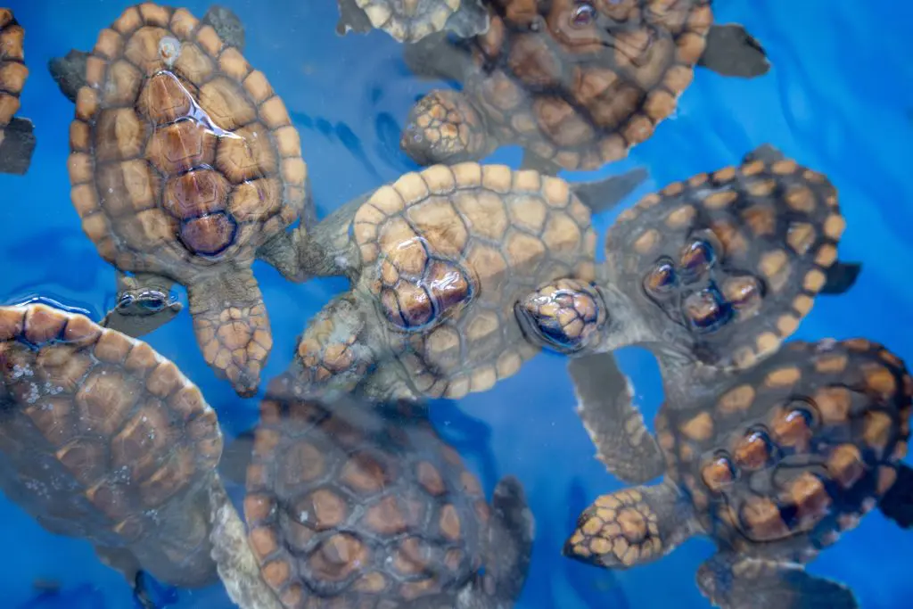 Baby sea turtles swim in a small pool tank