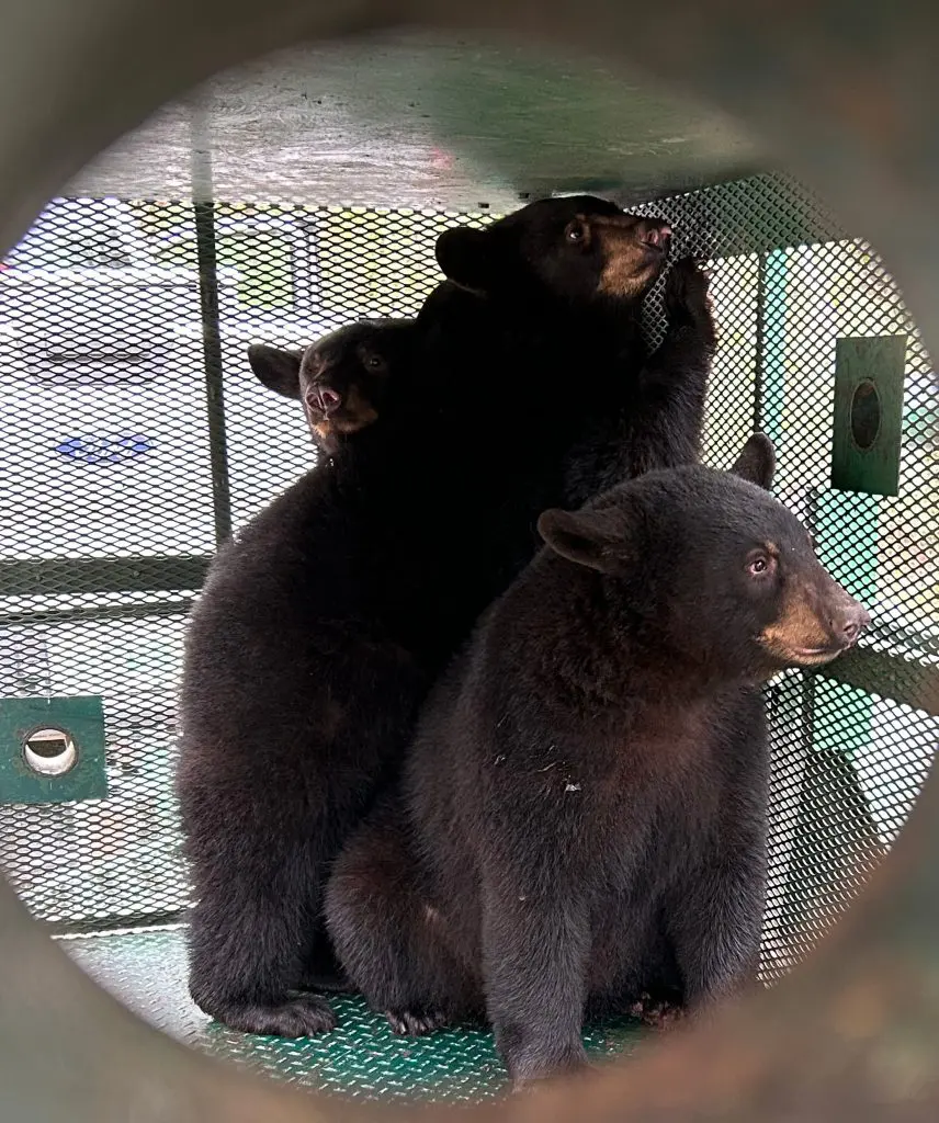 Three bear cubs cuddled up.