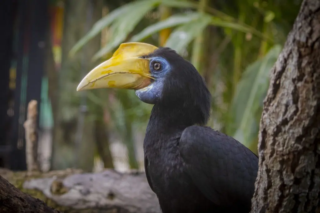 A female wrinkled hornbill