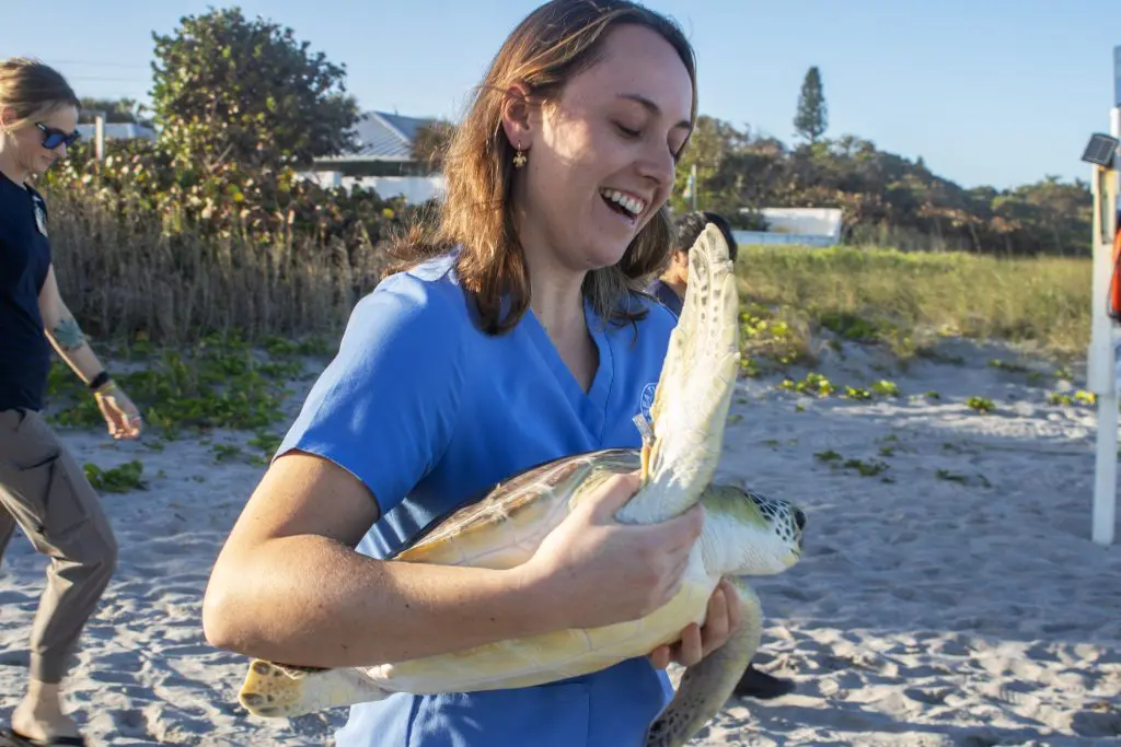 A woman holds a sea turtle on a beach.