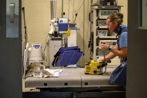 A woman sits across from a sea turtle while using a portable x-ray to take an image of them.