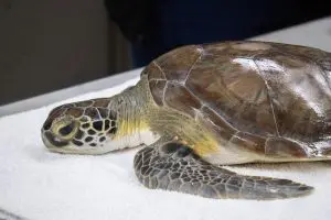 A juvenile sea turtle lays on a table.