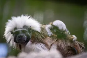 A cotton-top tamarin baby clings to the back of an adult cotton-top tamarin.