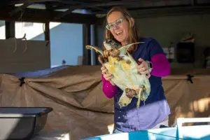 A smiling woman lifts a green sea turtle out of a tank.