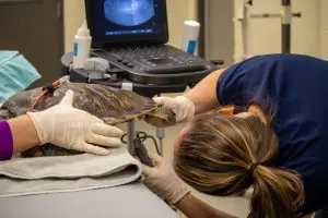 A female veterinarian examines the underside of a green sea turtle's body as part of an ultrasound process.