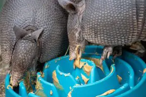 Two armadillos lick peanut butter out of a blue puzzle feeder item.