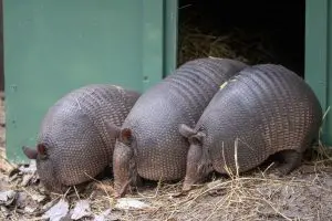 Three nine-banded armadillos stand side by side.