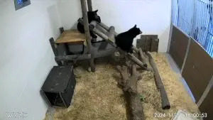 Two Florida black bear cubs sit atop a structured platform inside a temporary habitat at a zoo.