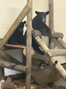 Two Florida black bear cubs sit atop a wooden platform together.