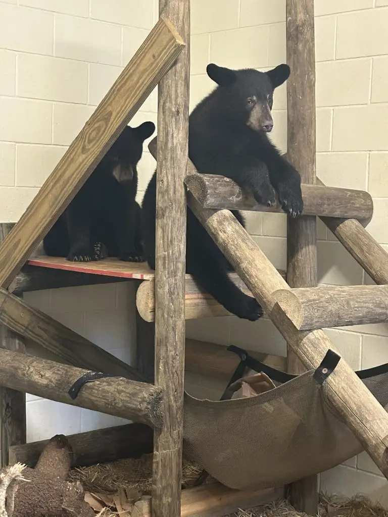 Two Florida black bear cubs sit atop a wooden platform together.