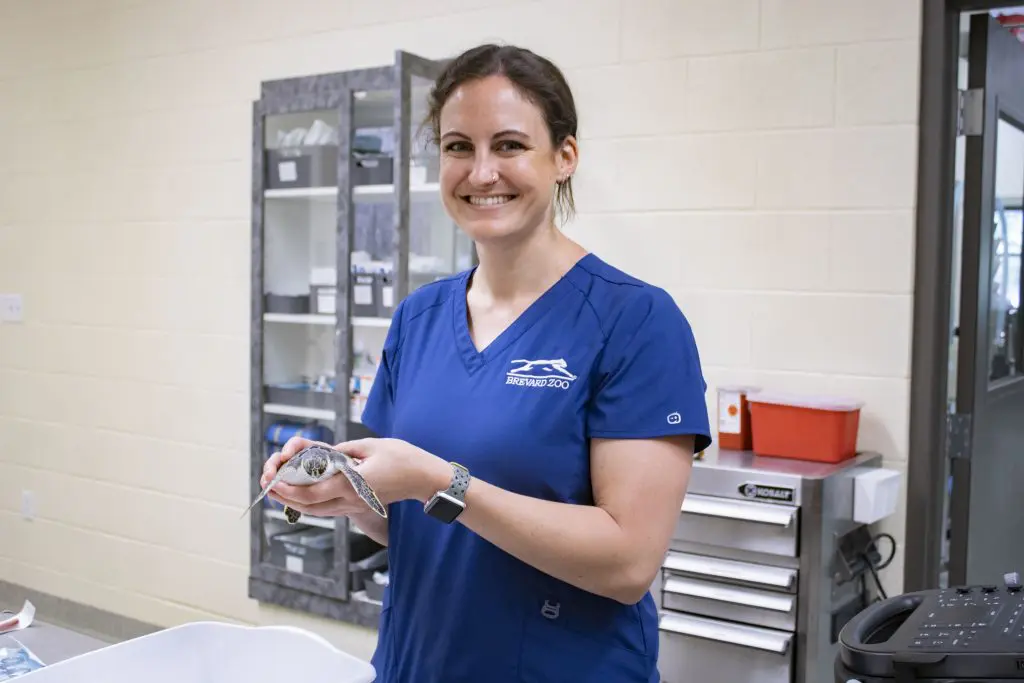 A woman holds a baby sea turtle.