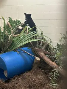 A Florida black bear cub atop a branch inside of an indoor habitat at a zoo.