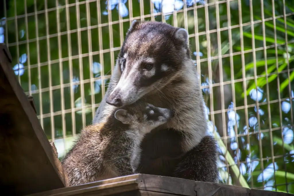 A white-nosed coati baby snuggles up next to an adult coati.