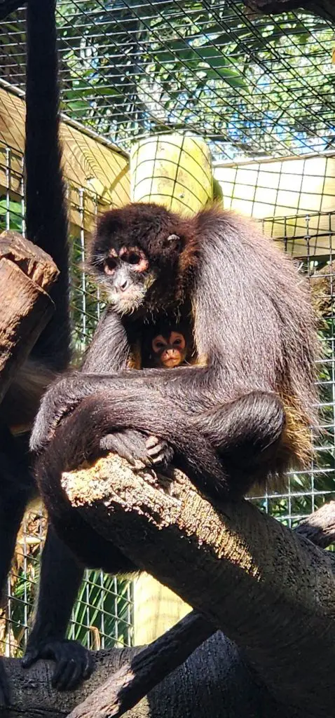 A black-handed spider monkey wraps herself around her baby as they sit on a branch.